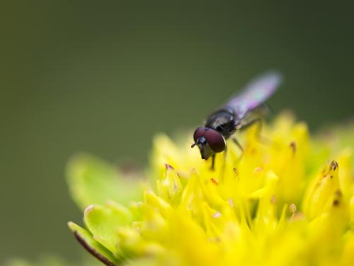 Sedum with insect